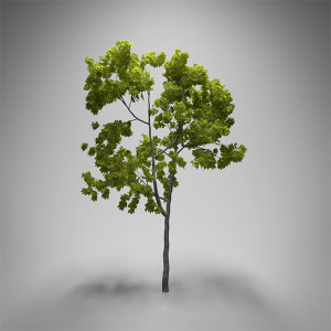 Cómo crear un árbol realista en Blender | Ejezeta