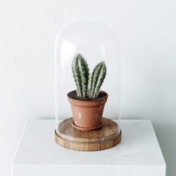 Modelos 3D Gratis CDLXXIII | Cactus