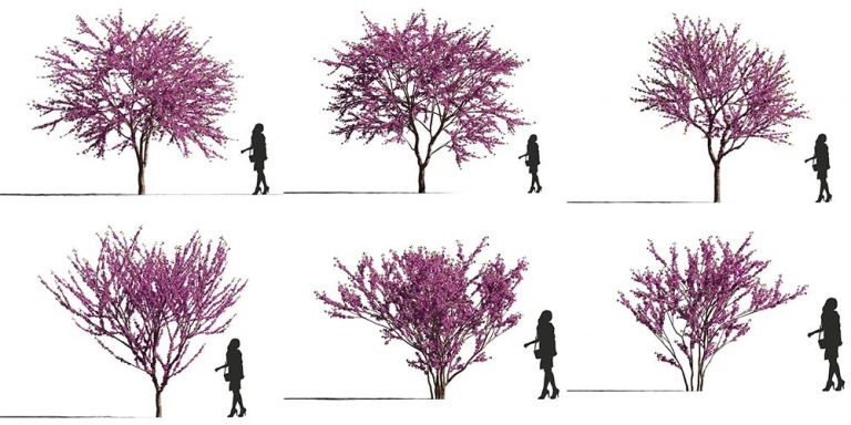 Free 3D Models DCXII | Flowering Trees | Ejezeta